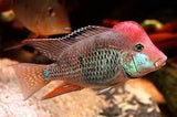 Geophagus Steindachneri Red Hump