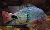 Black Belt Cichlid
