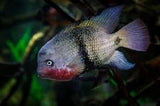 Black Belt Cichlid