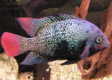 Black Belt Cichlid