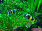 Bumble Bee Goby