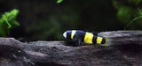 Bumble Bee Goby