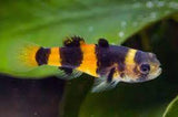 Bumble Bee Goby