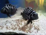 Convict Cichlid