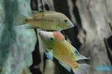 Geophagus Steindachneri Red Hump
