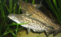 Driftwood Catfish