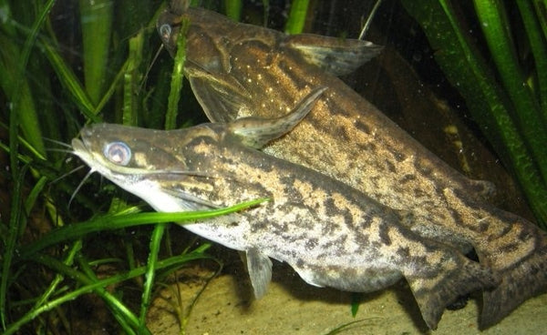 Driftwood Catfish