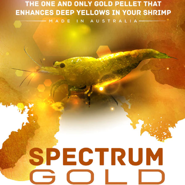 S.A.S. Spectrum Gold