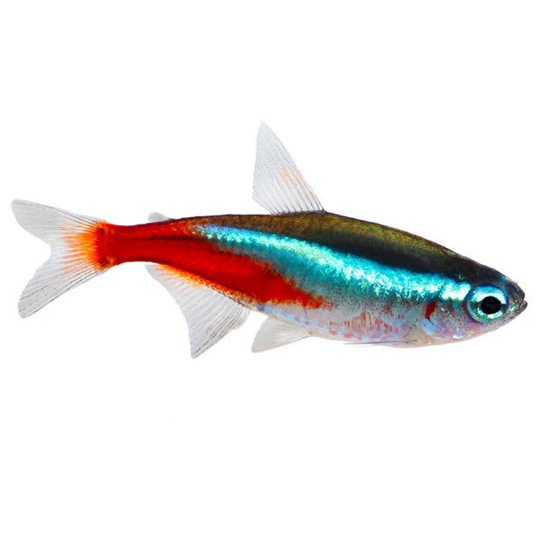 Tropical Fish - Neon Terta 2cm