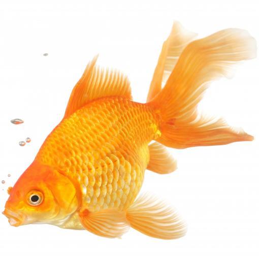 Goldfish - Assorted Fantail 5cm