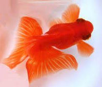 Butterfly Tail Goldfish