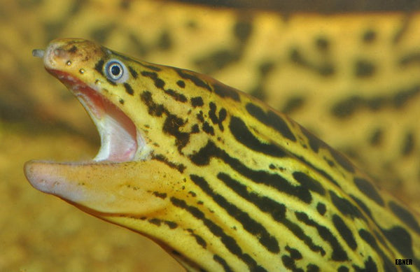 Fresh water moray eel