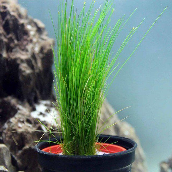 Hair Grass Potted