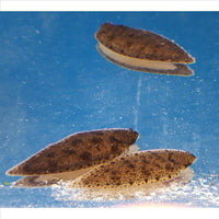 Native Fish - Freshwater Solefish