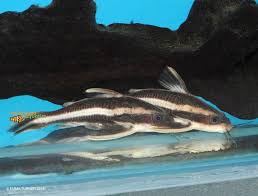 Striped Raphael Catfish