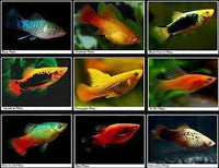 Assorted Platy