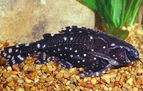 Spotted Raphael Catfish grow to be up to 6 inches long📏. They