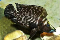 Altolamprologus Black Calvus