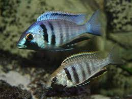 Placodchromis Deep Water Electra