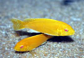 Labidochromis Albino Electric Yellow