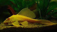 Albino Pleco