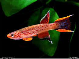 Aphosemion Australie gold Killi fish