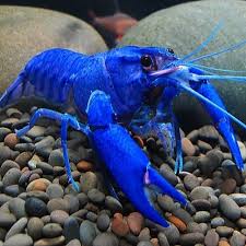 Electric Blue Crayfish