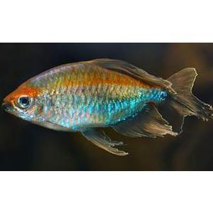 Congo Tetra