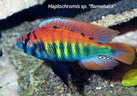 Haplochromis Flameback