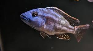 Nimbochromis Fuscotaeniatus Cichlid