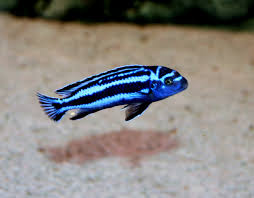 Melenachromis Maingano