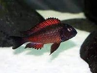 Tropheus Moliro Red