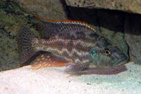 Nimbochromis Polystygma Cichlid