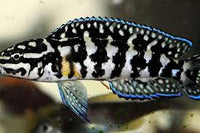 Julidiochromis Transcriptus