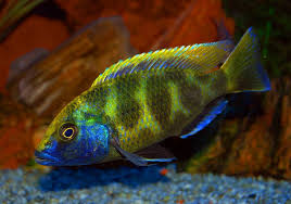 Nimbochromis Venustus Cichlid